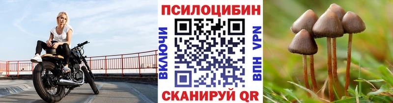Псилоцибиновые грибы Psilocybe Красногорск